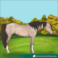 Horse Color:Amber Champagne Dun 