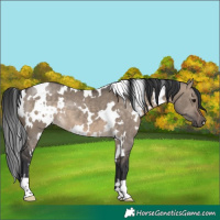 Horse Color:White Spotted Brown Dun 