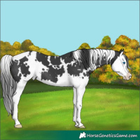 Horse Color:White Spotted Black Splash