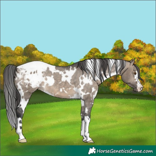 Horse Color:White Spotted Brown Dun Appaloosa 