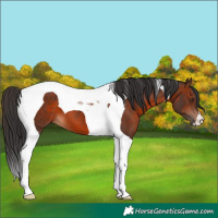Horse Color:Brown Tobiano 
