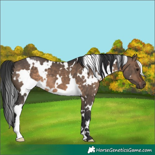 Horse Color:White Spotted Brown Dun