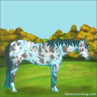 Horse Color:Thunderstruck Liver Red Ice Roan Appaloosa Rabicano 