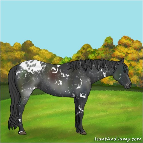 Horse Color:White Spotted Black Appaloosa Rabicano