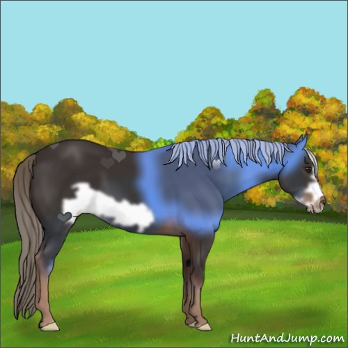 Horse Color:Liver Chestnut Frame 