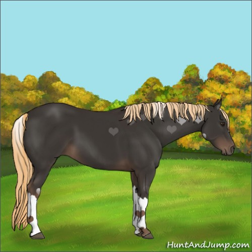 Horse Color:Liver Chestnut 