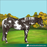 Horse Color:White Spotted Liver Chestnut Frame 