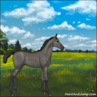 Horse Color:Grullo 