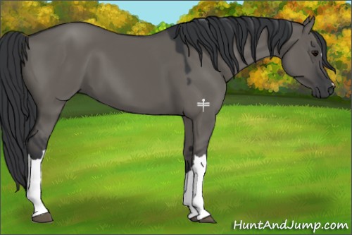 Horse Color:Grullo 