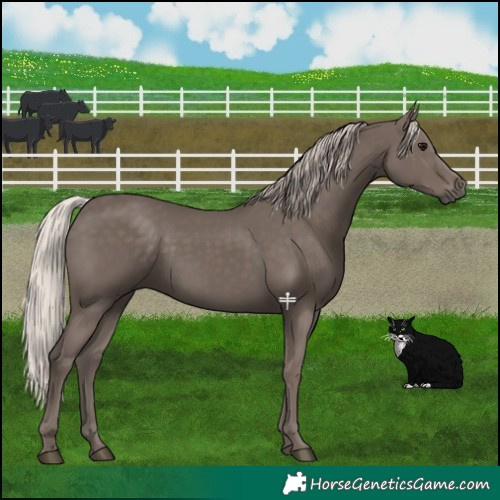 Horse Color:Silver Black 