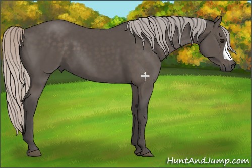 Horse Color:Silver Black 