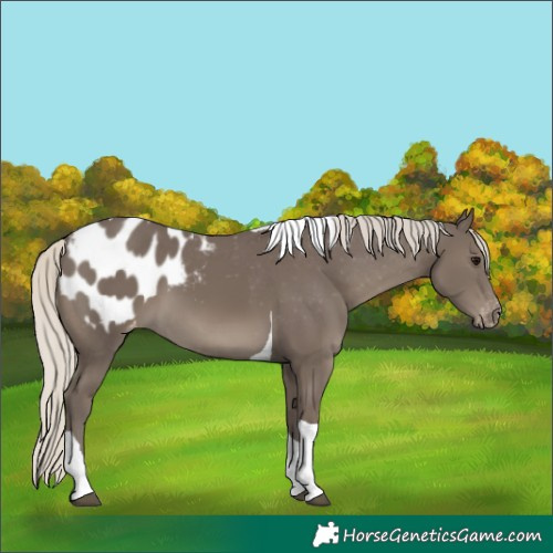 Horse Color:Silver Smoky Black Tobiano Appaloosa