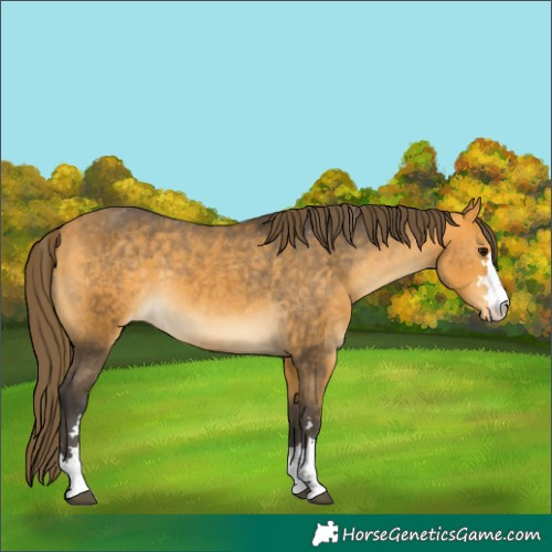 Horse Color:Buckskin Appaloosa