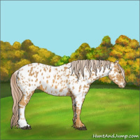 Horse Color:Palomino Leopard  and Palomino Near Leopard 