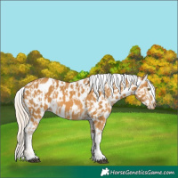Horse Color:Palomino Near Leopard  and Palomino Tobiano Near Leopard 