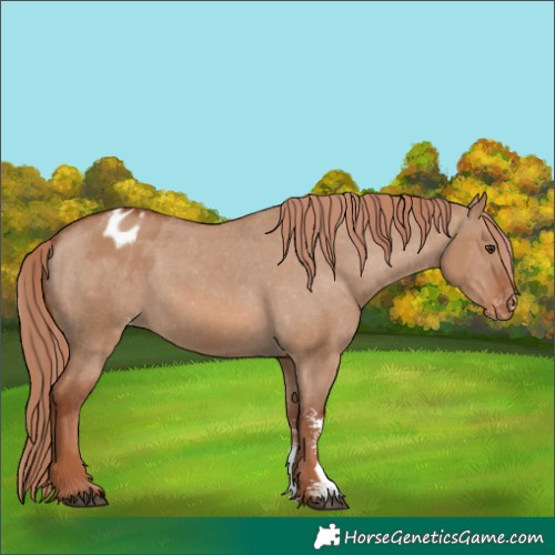 Horse Color:Red Dun Sabino Appaloosa