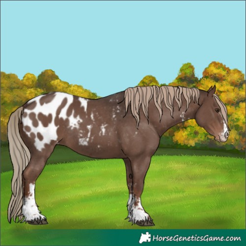 Horse Color:Liver Chestnut Sabino Appaloosa Rabicano 