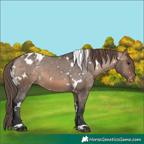 Horse Color:White Spotted Brown Dun Appaloosa 
