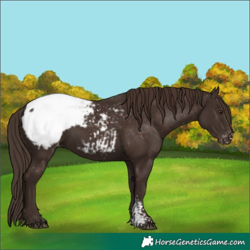 Horse Color:Liver Chestnut Sabino Appaloosa 