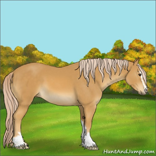 Horse Color:Palomino Sabino 