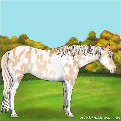 Horse Color:Silver Sable Cream Champagne Tobiano Appaloosa 