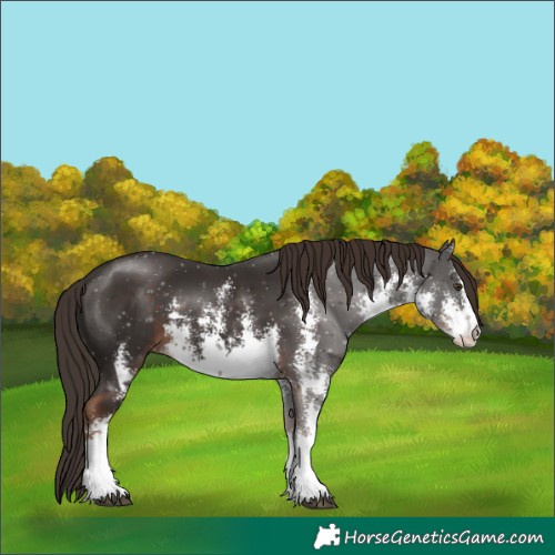 Horse Color:White Spotted Liver Chestnut Sabino 