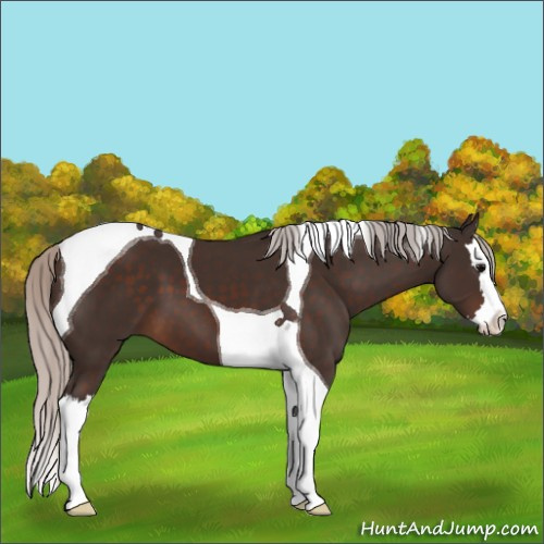 Horse Color:Silver Brown Splash Tobiano 