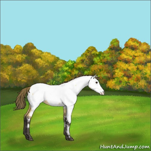 Horse Color:Buckskin Appaloosa 