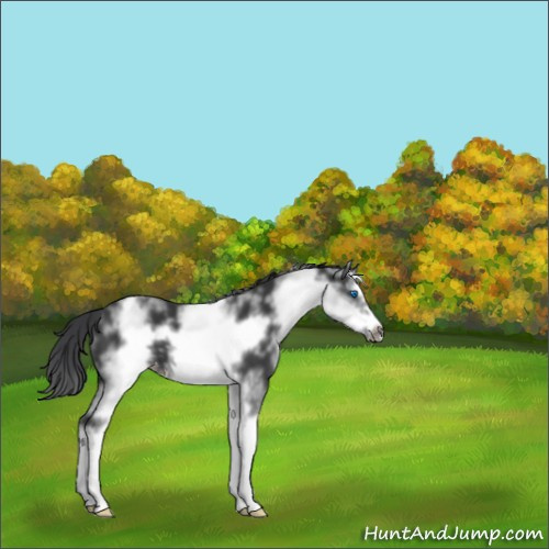 Horse Color:White Spotted Black Splash Frame Appaloosa 