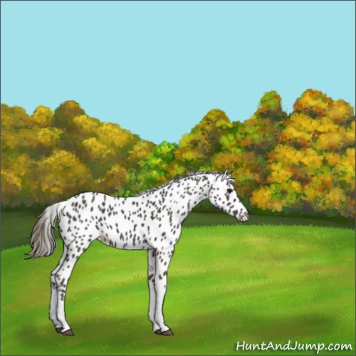 Horse Color:Smoky Black Appaloosa 