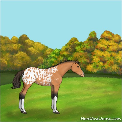 Horse Color:Bay Appaloosa 