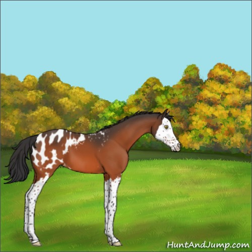Horse Color:Brown Splash Appaloosa