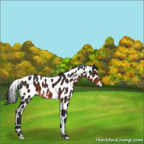 Horse Color:White Spotted Brown Appaloosa 