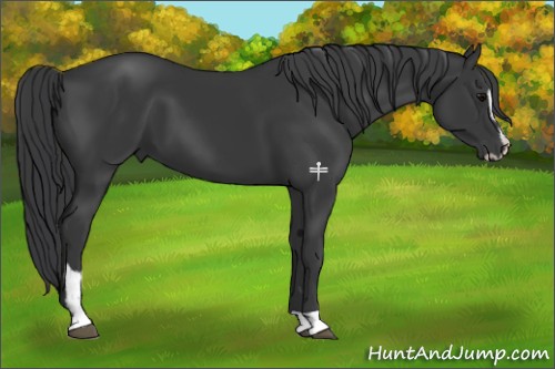 Horse Color:Black Sabino 