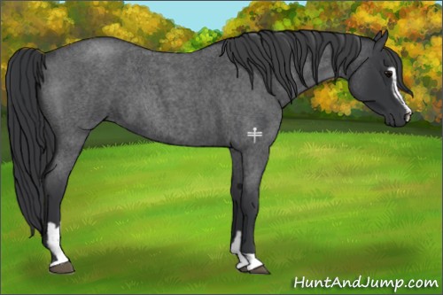 Horse Color:Blue Roan Sabino 
