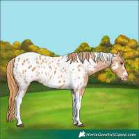 Horse Color:Chestnut Tobiano Frame Appaloosa 