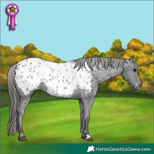 Horse Color:Black Near Leopard