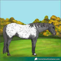 Horse Color:Black Appaloosa 