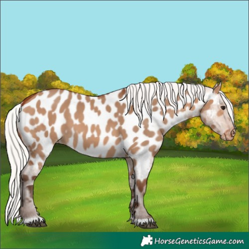 Horse Color:Silver Bay Dun Appaloosa 