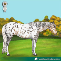 Horse Color:Silver Smoky Black Tobiano Appaloosa 