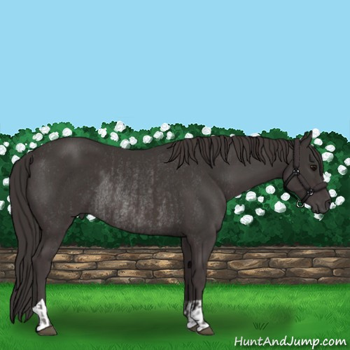 Horse Color:Smoky Black  and Smoky Black Rabicano 