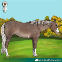 Horse Color:Silver Black Appaloosa 
