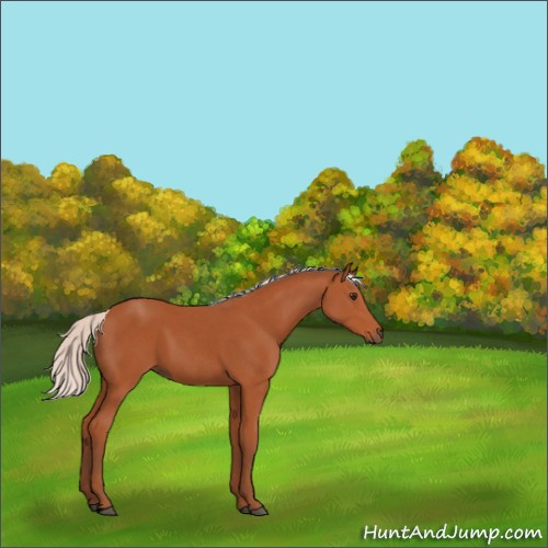 Horse Color:Void Silver Bay Roan 