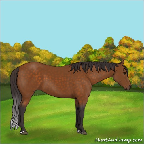 Horse Color:Buckskin