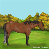 Horse Color:Buckskin 