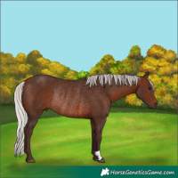 Horse Color:Silver Brown Rabicano 