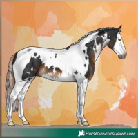 Horse Color:Gray White Spotted Liver Chestnut Splash Tobiano 
