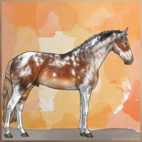Horse Color:Gray White Spotted Chocolate Palomino Tobiano Rabicano