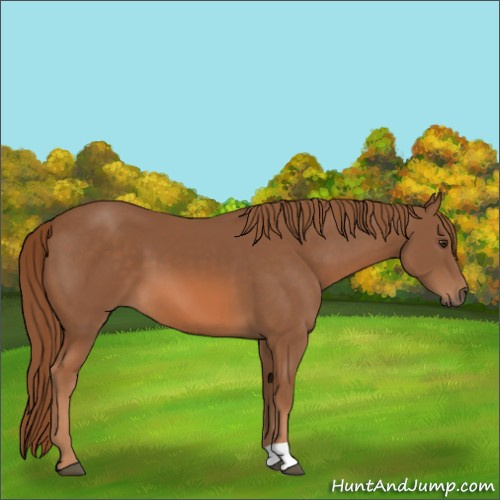 Horse Color:Chestnut 