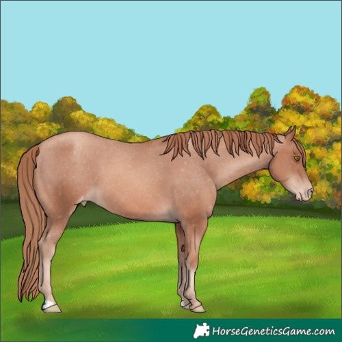 Horse Color:Gold Champagne Appaloosa 